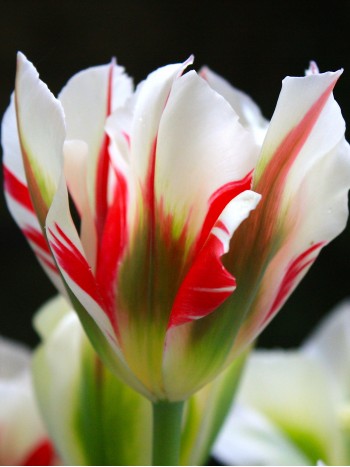 Tulipa 'Flaming Spring green'